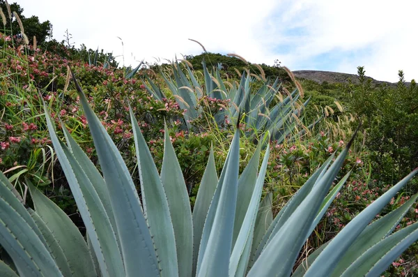 Cactus flower at Santa Ana volcan, El Salvador — Stock Photo, Image