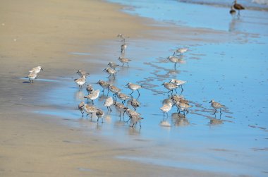 Playa El Espino, El Salvador