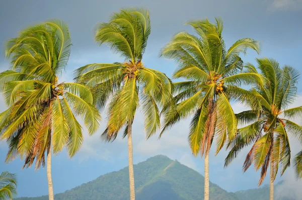 Palmeras en Playa El Espino — Foto de Stock