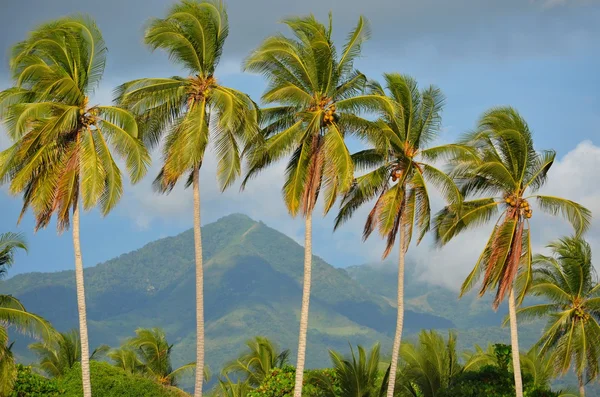 Palm trees at Playa El Espino — Stock Photo, Image