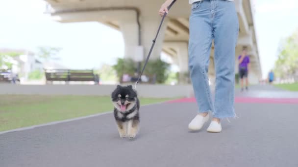 Happy Young Asian Woman Walking Road Park Her Dog Pet — Vídeo de Stock