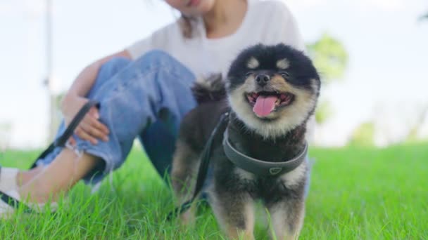 Happy Young Asian Woman Playing Sitting Grass Park Her Dog — Stock Video