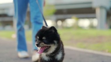 Parkta köpeğiyle yürüyen mutlu Asyalı bir kadın. Hayvan sever kavramı