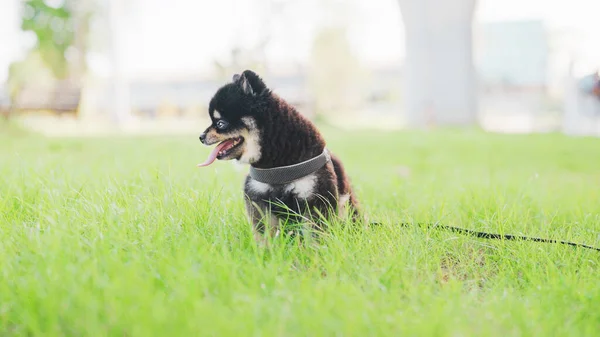 Померанський Собака Чорний Колір Сидячи Відпочиваючи Траві Громадському Парку Власником — стокове фото