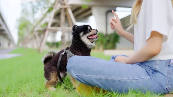 Parktaki Çimlerde Köpeğiyle Oynayan Oturan Mutlu Asyalı Genç Kadın Hayvan — Stok fotoğraf