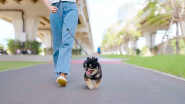 Parkta köpeğiyle yürüyen mutlu Asyalı bir kadın. Hayvan sever kavramı