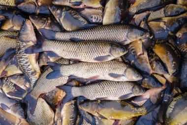 Çim sazanı yakın plan. Yakalanmış balık arka planı