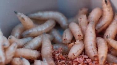 Close-up of the maggots. The larvae move in the plastic box.