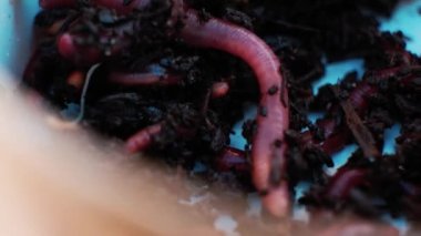 Earthworms in the black soil. Close-up of worms. Bait for fishing