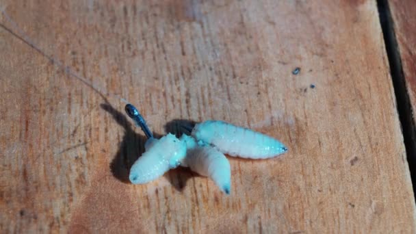 Fly Larvae Fishing Hook Bait Catching Fish Maggots Close — Stock video