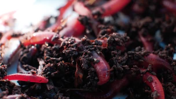 Earthworms Black Soil Close Worms Bait Fishing — Vídeo de stock