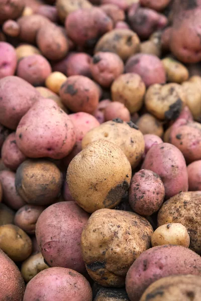 Fresh Organic Potatoes Field Close Harvest — ストック写真