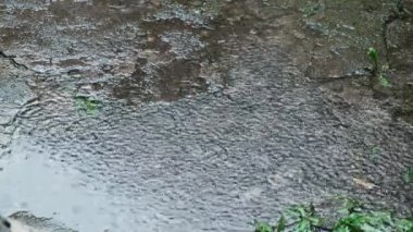 Şiddetli yağmur damlaları beton yüzeye damlıyor. Güçlü bir sonbahar yağmuru