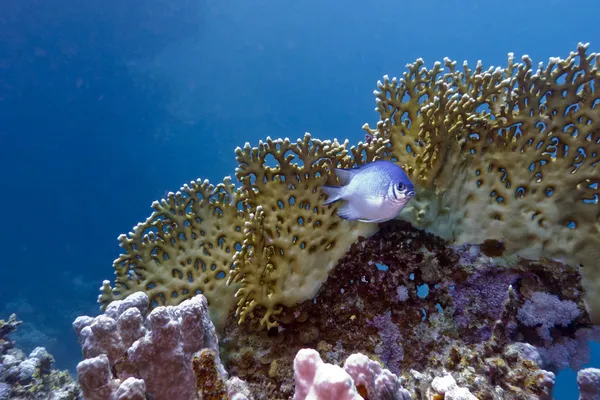 불 산호와 물고기와 산호초 — 스톡 사진