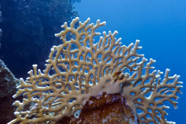 mercan resifi sert ve yumuşak mercanlar ve dalgıç