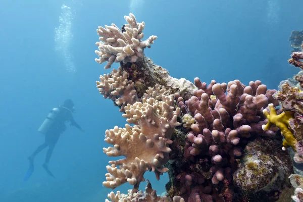 ソフトとハードのサンゴとダイバーのサンゴ礁 — ストック写真