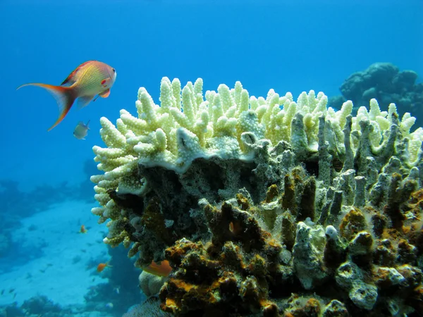 Κοραλλιογενή ύφαλο με σκληρά κοραλλιογενείς onn το κατώτατο σημείο, Ερυθρά θάλασσα — Φωτογραφία Αρχείου