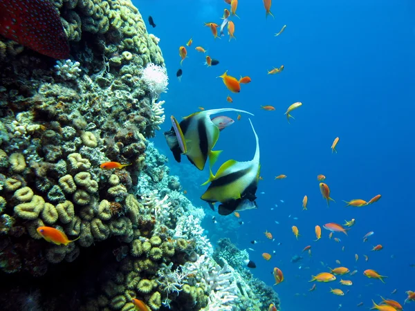 Coral reef, butterflyfishes — Stock Fotó