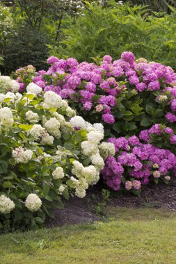 Eflatun ve beyaz hortensias açan çalılar