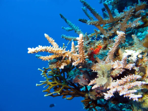 Colorful coral reef with hard corals on the bottom of red sea — Stock Photo, Image