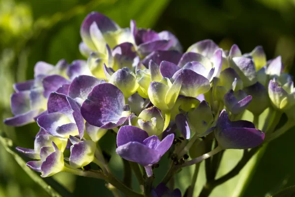 Lila květy hortensia v květu — Stock fotografie