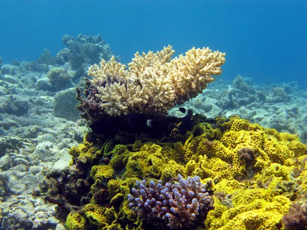 Barriera corallina colorata con coralli duri sul fondo del mare rosso — Foto Stock