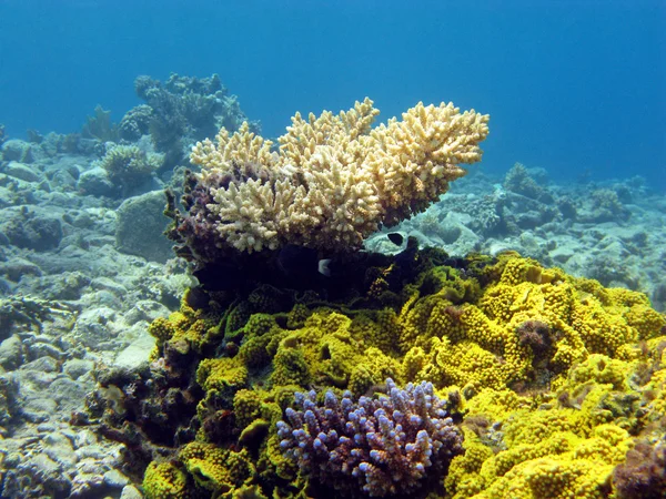 Colorido arrecife de coral con corales duros en el fondo del mar rojo —  Fotos de Stock