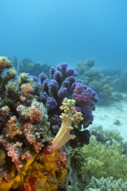 renkli mercan resifi sert ve yumuşak mercanlar Kızıldeniz altındaki ile