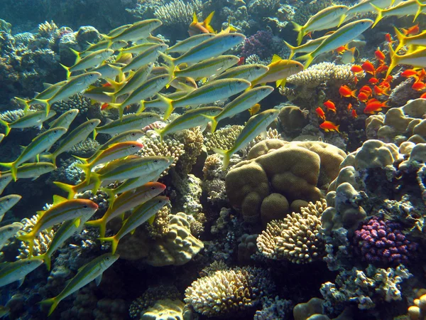 Hejno goatfishes pod korálové útesy v Rudém moři — Stock fotografie