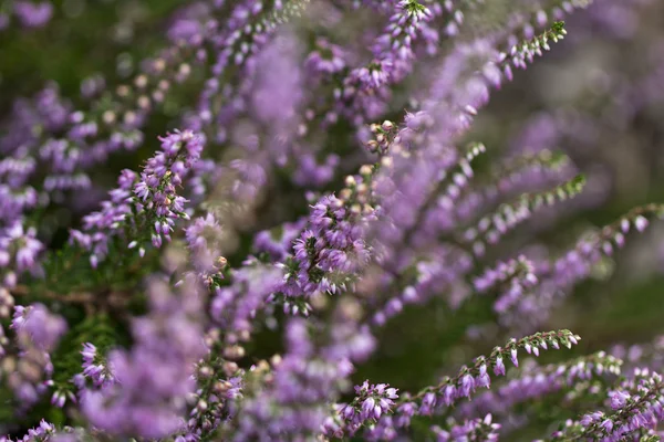 Lilac flowers of calluna vulgaris in the garden — Stock Photo, Image