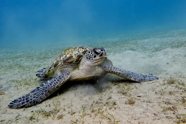 紅海の下部にある大きなウミガメ — ストック写真