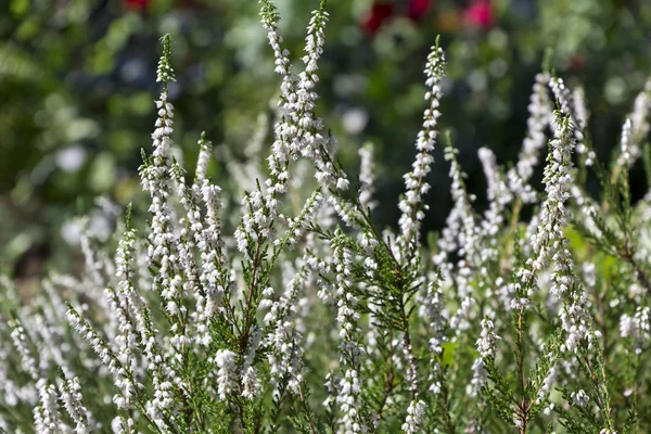 White flowers of calluna vulgaris in the garden — Stock Photo, Image