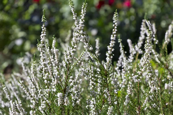 calluna vulgaris Bahçe beyaz çiçekler