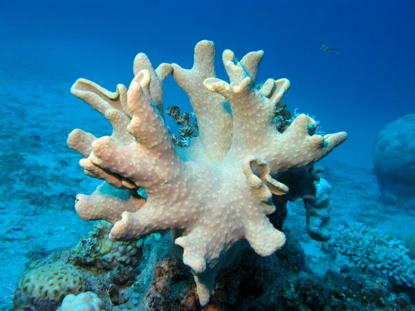 Mjuka koraller på undersidan av röda havet — Stockfoto