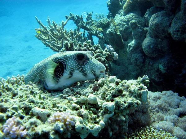 Arrecife de coral con pez globo en el fondo del mar rojo —  Fotos de Stock