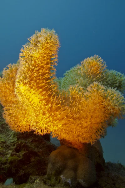 Arrecife de coral con coral amarillo suave en el fondo del mar rojo —  Fotos de Stock