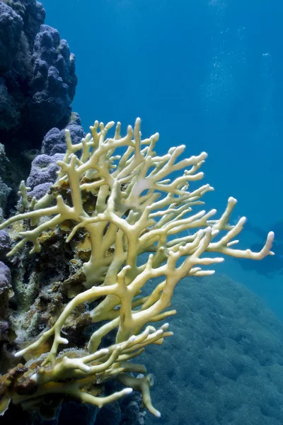 Recife de coral com coral pedregoso no fundo do mar vermelho — Fotografia de Stock