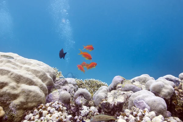 珊瑚礁与硬珊瑚和外来鱼类 — 图库照片