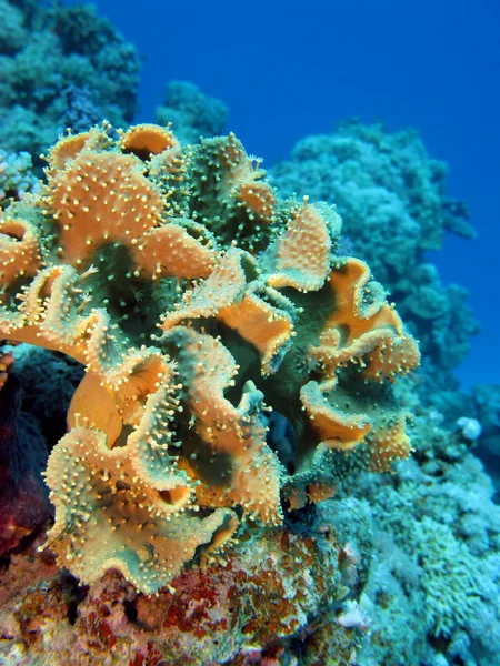 Grote zachte koraal op de bodem van de rode zee — Stockfoto