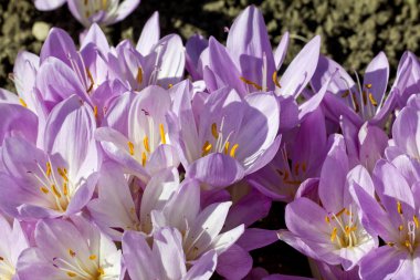 colchicum autumnale Eflatun çiçekler