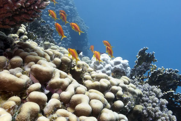 Récif corallien avec coraux durs et poissons exotiques anthias — Photo