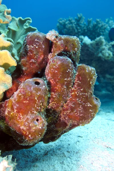 Great sea sponge on the bottom of red sea — Stock Photo, Image