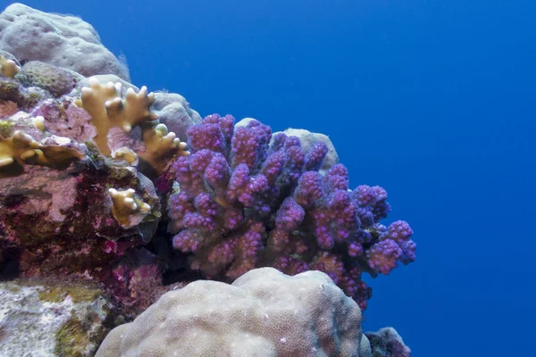 Coral reef with violet hard coral in red sea — Stock Photo, Image