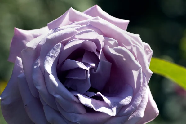 Bela flor lilás único grande de jardim rosa — Fotografia de Stock