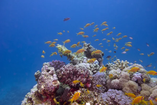 Recife de coral colorido com peixes exóticos Anthias — Fotografia de Stock