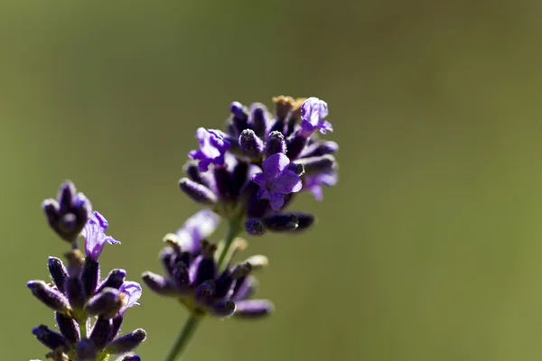 Single flowers on lavender in the garden - macro — Stock Photo, Image