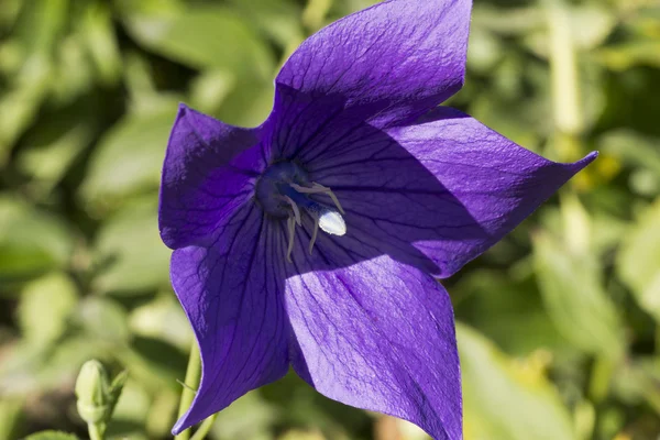 Одиночна фіолетова квітка Платикодон грандіфлору в саду — стокове фото