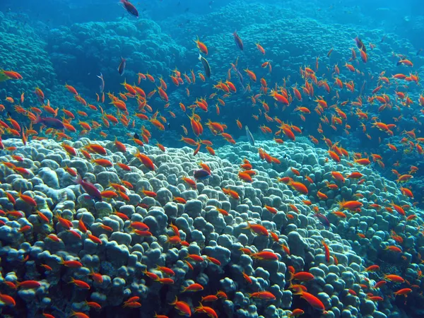 Terumbu karang dengan besar karang kawanan keras dari anthias — Stok Foto