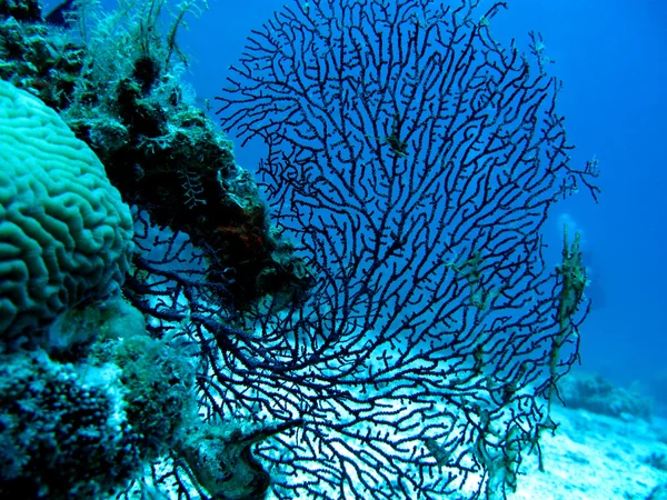 Coral reef with gorgonian, also known as sea whip or sea fan on the bottom of red sea — Stock Photo, Image