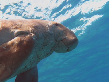 egipt içinde Kızıldeniz'deniz inek olarak bilinen dugong